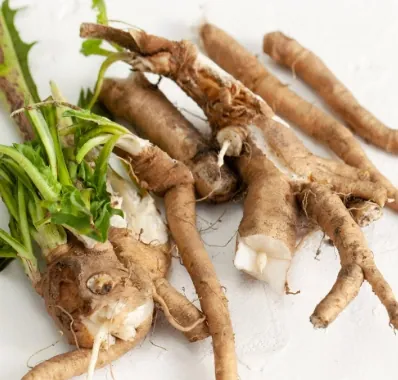 Fresh chicory roots with their green leaves